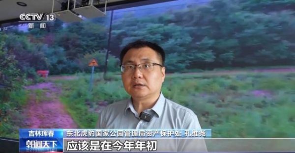 久联优配 两年产两胎五崽！东北虎豹活动范围扩大 超过1.1万平方公里